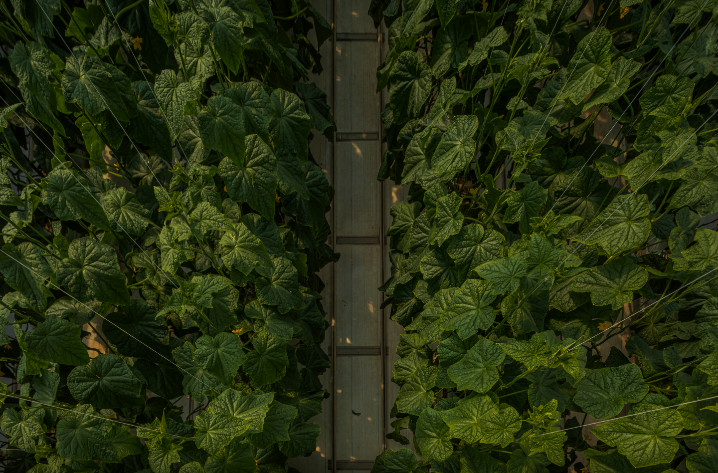 Imagen de Chadà Farms